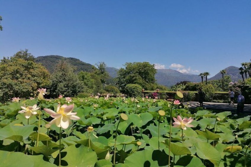 A lotus pond with blooming flowers and mountains in the background. 3