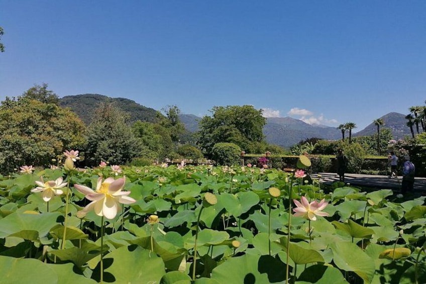 A lotus pond with blooming flowers, a clear sky, and distant mountains. 3