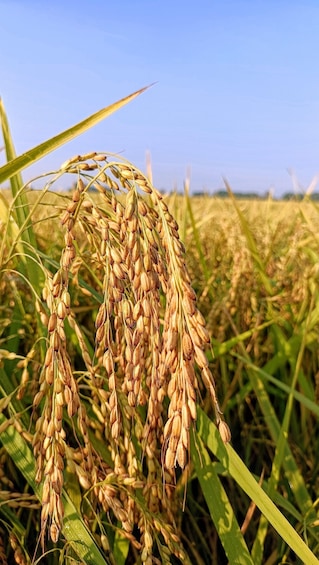 A close-up of rice plants with mature grains in a field. 1