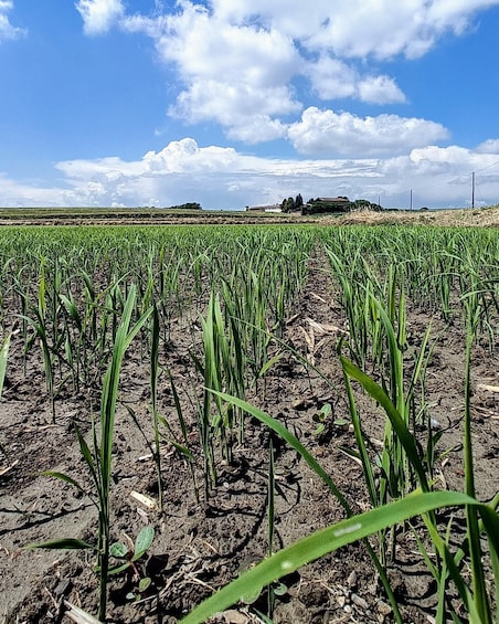 A field of young green plants under a partly cloudy sky. 4