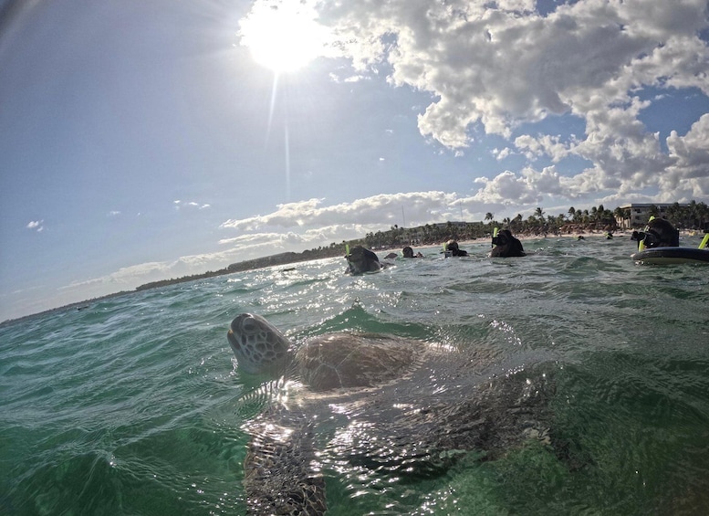 A sea turtle swimming near a beach with people in the water and a clear sky. 3