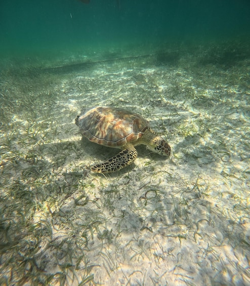 A sea turtle swimming near the ocean floor. 1