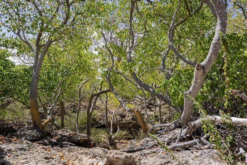 Explore the hidden treasures with DLN Excursions 2
