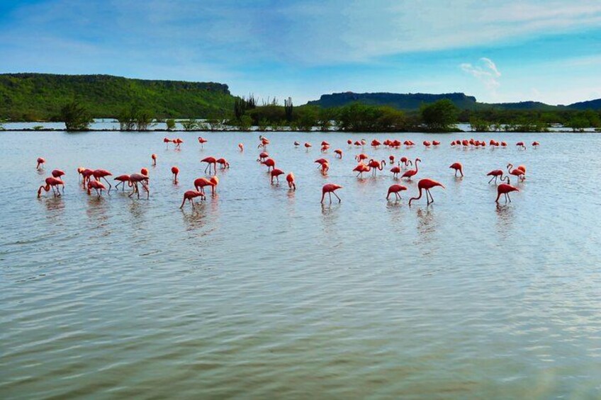 They are deep pink/red/orange in colour and they have the brightest plumage of all flamingo species. 2