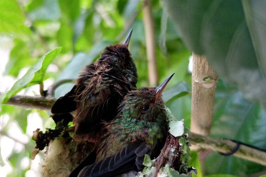 Dos pájaros en una rama, uno con un brillo verdoso, probablemente un juvenil, y otro con plumaje más oscuro, posiblemente un adulto. 5