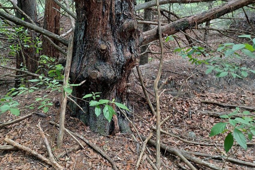 Shinrin-yoku Forest Bathing Experience at the Lake 3