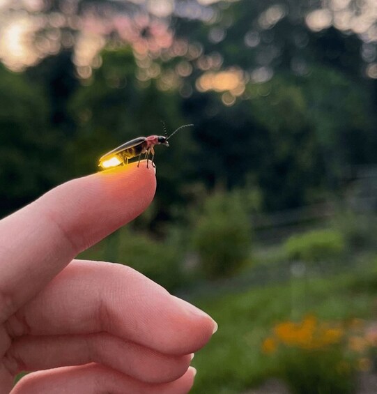 A hand holding a fly with a blurred background of greenery. 2