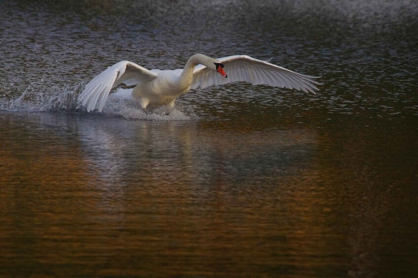 A swan in mid-flight over water. 3