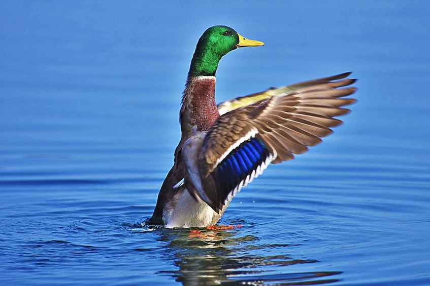 A duck standing in water with its wings spread. 5