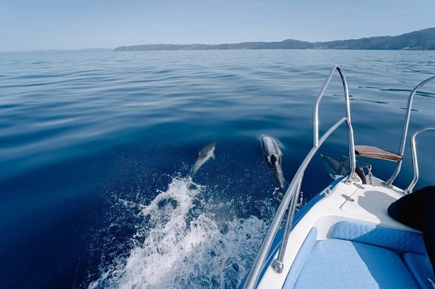 En båd på roligt vand, en delfin springer op af vandet, og en fjerntliggende kystlinje. 3