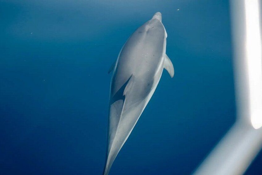 En delfin svømmer i havet. 2