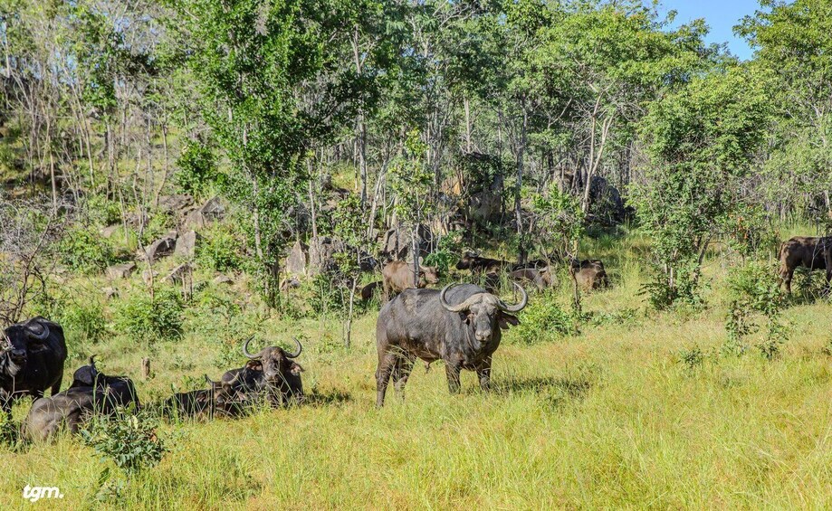 A herd of buffalo grazing in a grassy field with trees in the background. 3