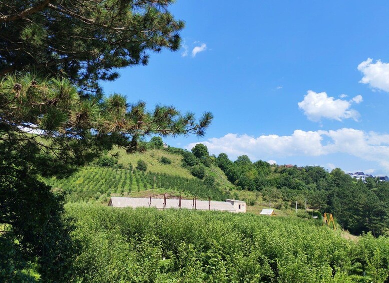 A vineyard with rows of grapevines, a building, and a hill with trees. 4
