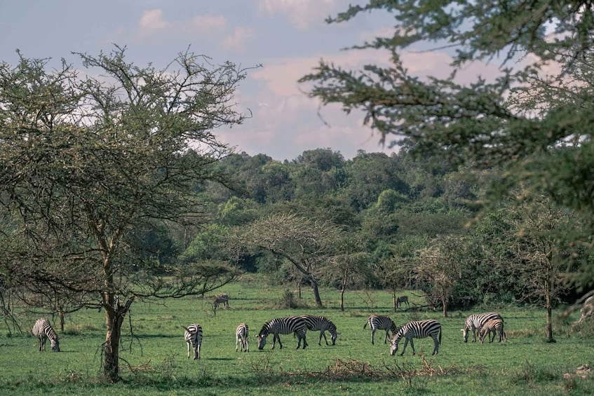 Zebras grazing in a grassy field with trees in the background. 1