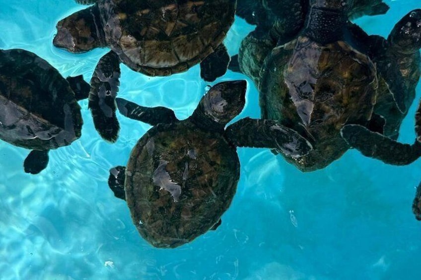 A group of sea turtles swimming in a clear blue pool. 4