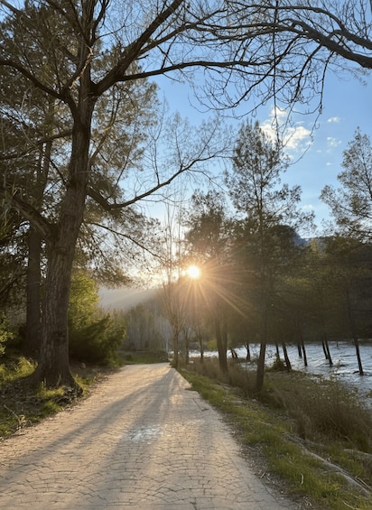 A sunlit path through a forest with trees and a body of water. 4