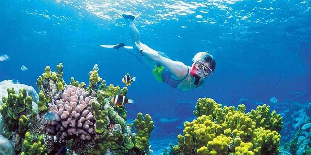 A person snorkeling underwater with coral formations and fish. 5