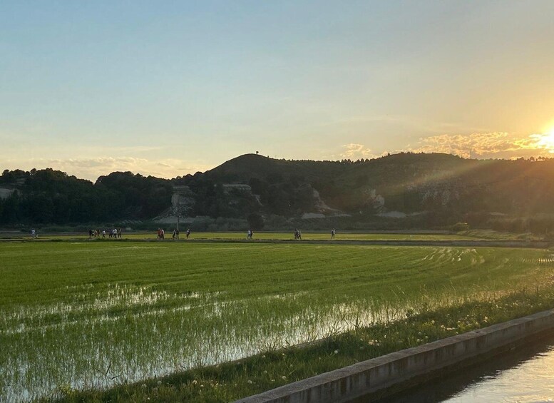 A rice paddy field with a waterway and a hilly landscape in the background. 4