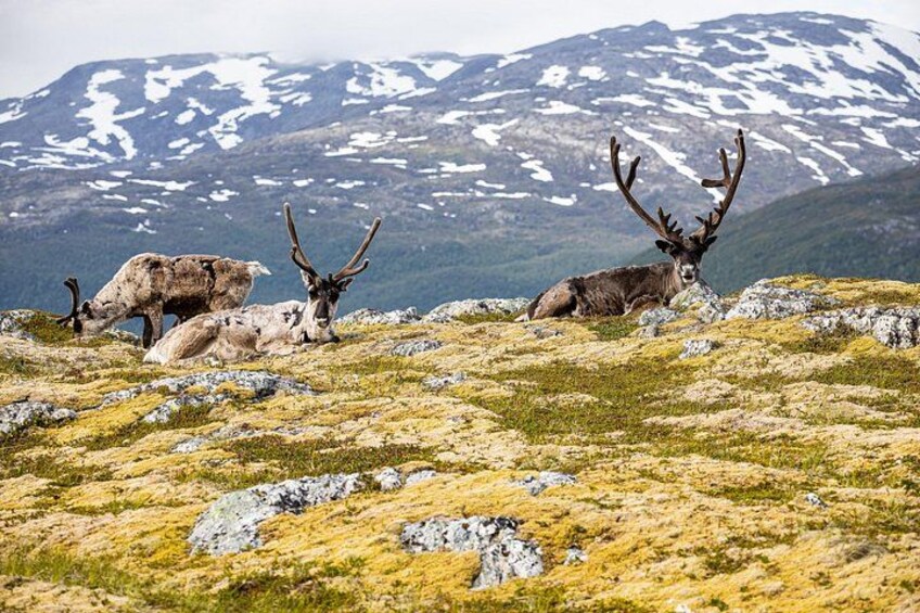 A mountainous landscape with three reindeer grazing. 4