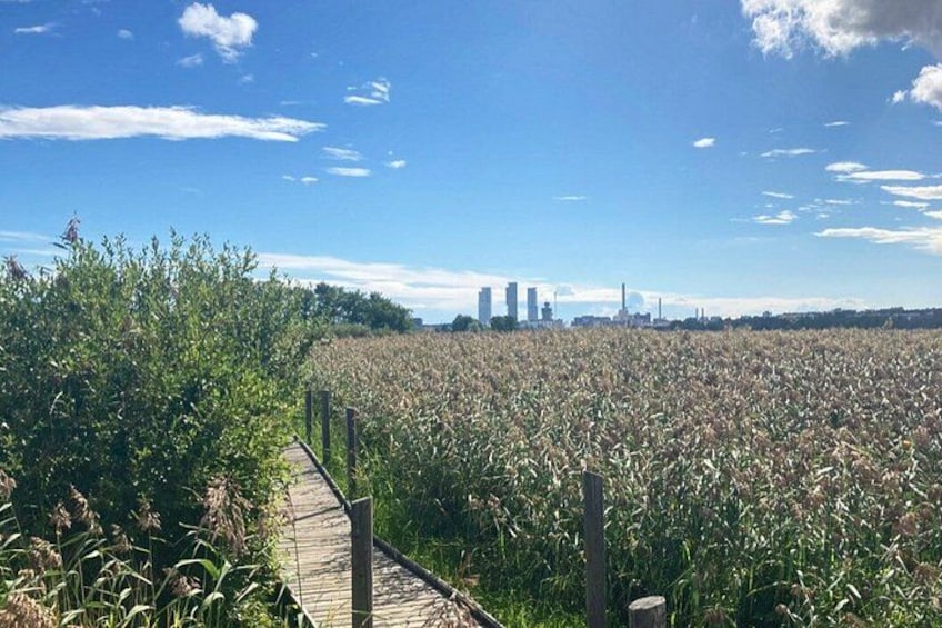 A pathway through a cornfield with a city skyline in the background. 1