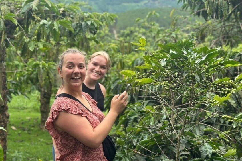 Two people examining a coffee plant in a lush, green plantation. 2
