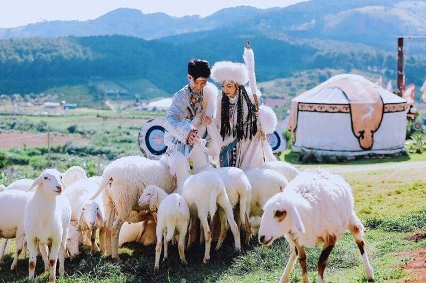 A person herding sheep in a grassy field with a yurt in the background. 3