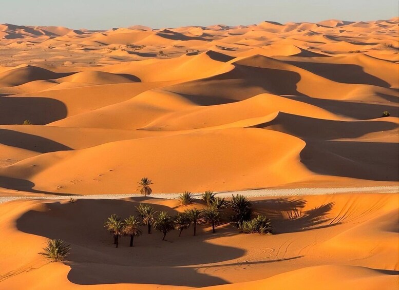 A desert landscape with rolling sand dunes and sparse vegetation. 1