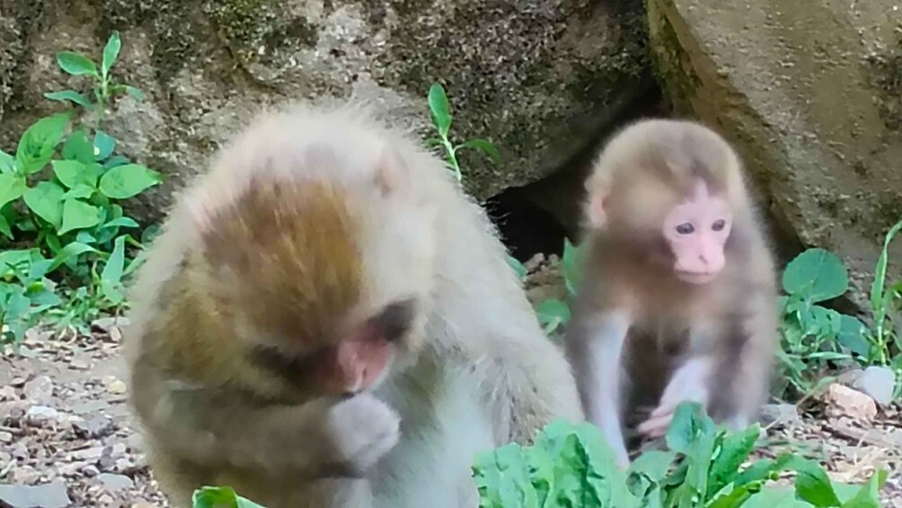 Picture 14 for Activity Nagano: Snow Monkeys, Obuse, & Hot Spring Foot Bath activity 2