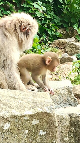 Picture 13 for Activity Nagano: Snow Monkeys, Obuse, & Hot Spring Foot Bath activity 3