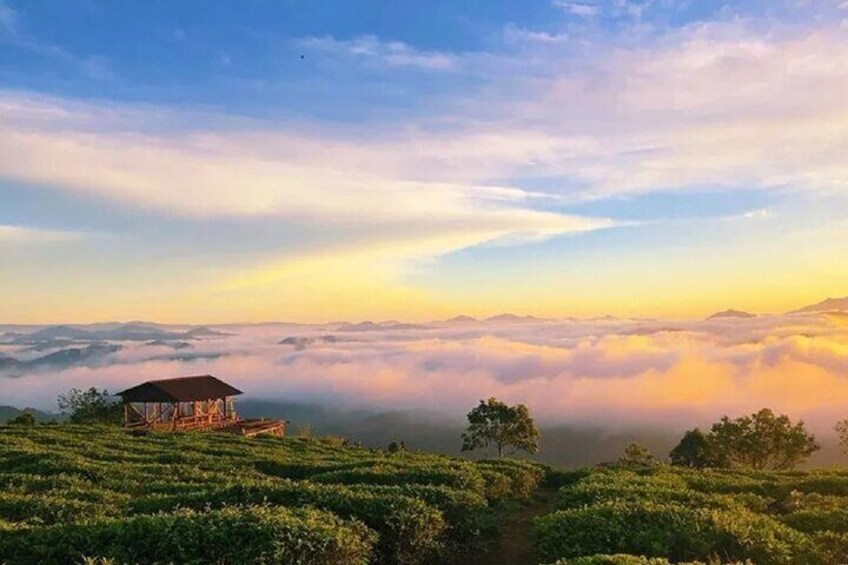 Una plantación de té con una estructura de madera y vistas a las nubes. 1