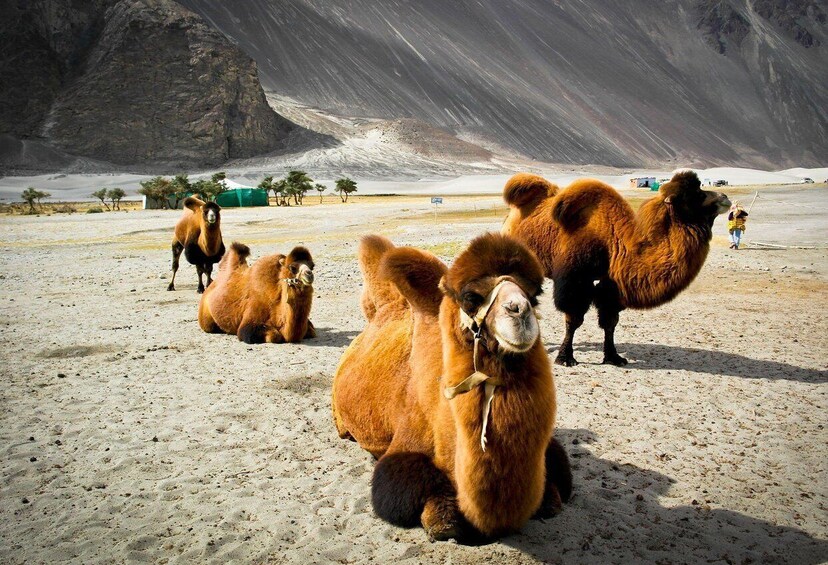 Picture 15 for Activity Leh: Nubra Valley Day Trip via Khardung La Pass 5