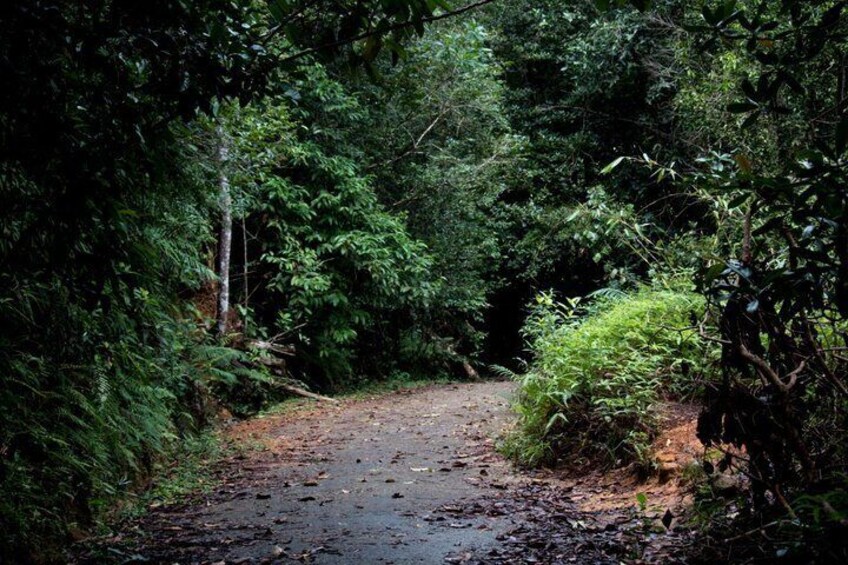 A forested trail with dense trees and a muddy path. 2