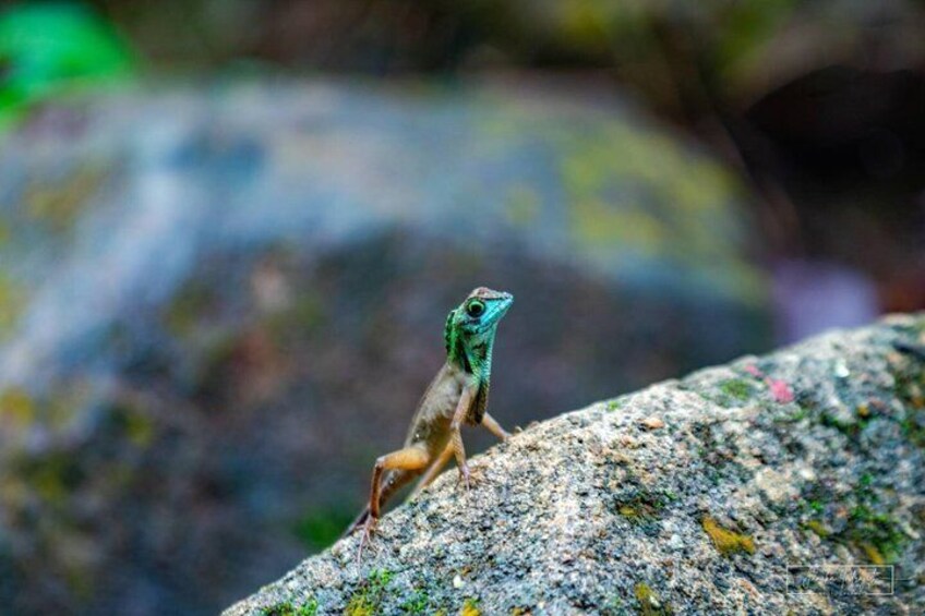 A lizard on a rock. 4