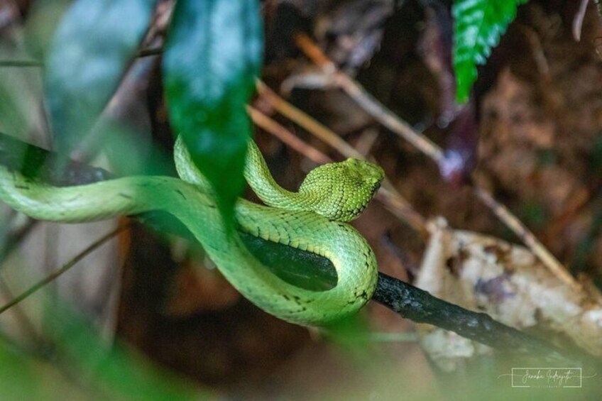 A green snake coiled around a branch in a forest. 5
