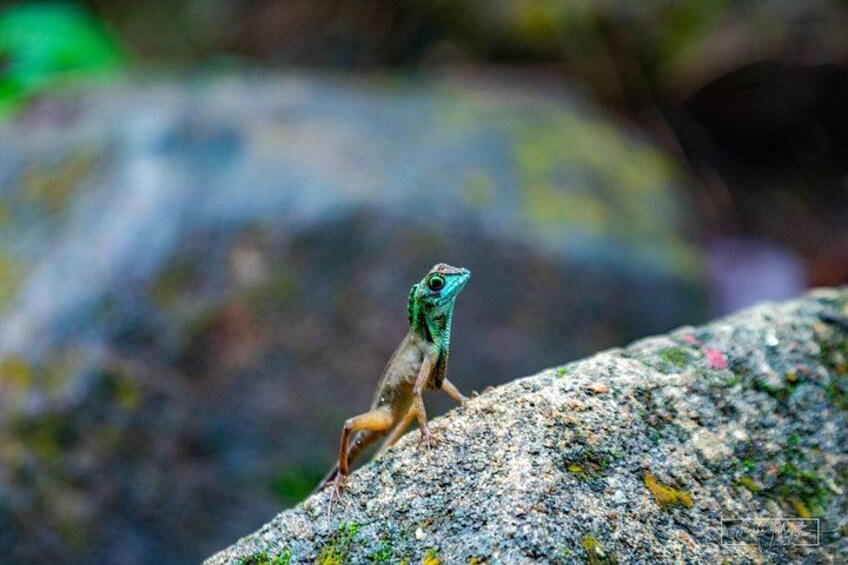 Kanneliya Rainforest Trek from Galle 4