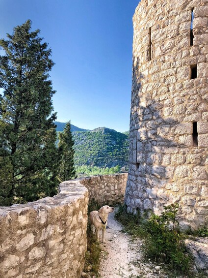 A stone tower with a dog standing in front of it, surrounded by trees and a mountainous landscape. 4