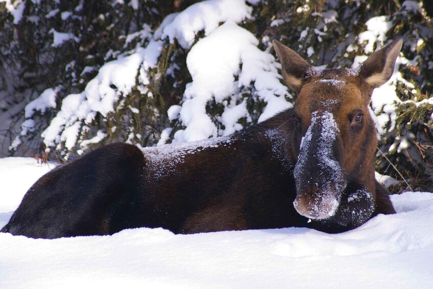 A moose lying in snow with snow-covered trees in the background. 5