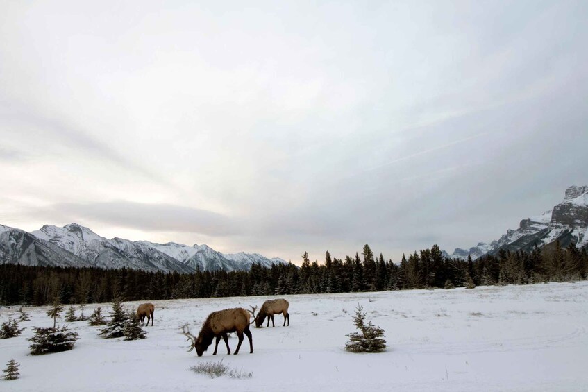 A snowy landscape with elk grazing, snow-covered mountains, and a forest in the background. 4