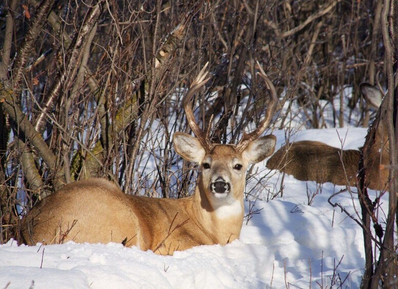 Picture 7 for Activity Canmore: Explore Winter Wildlife Tracks - 2hr Nature Walk 2