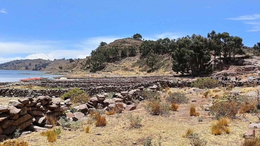 A rocky shoreline with a stone wall, dry grass, and a hill with trees in the background. 5