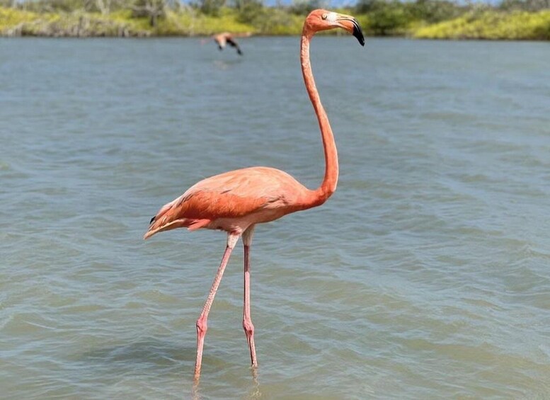 A flamingo standing in shallow water with a distant bird in the background. 2