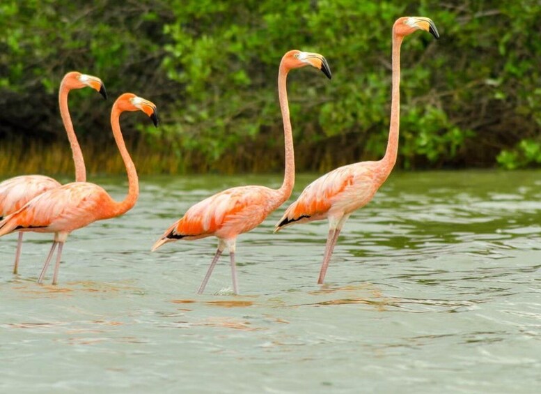 Three flamingos standing in shallow water with green foliage in the background. 3