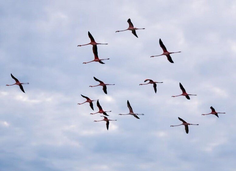 A flock of flamingos flying in formation against a cloudy sky. 5