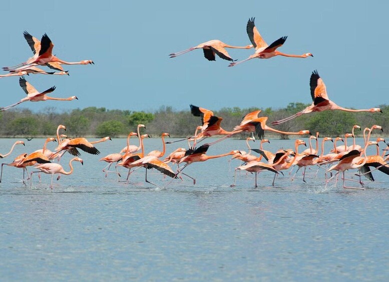 A flock of flamingos in flight over a body of water with a clear sky in the background. 1