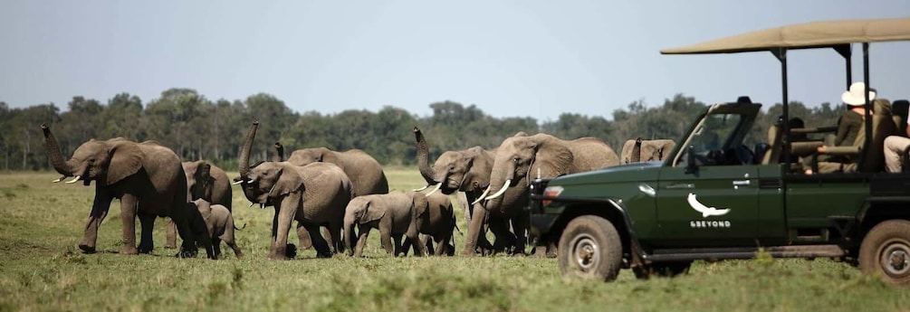 A safari vehicle with 'GREYOND' on the side, surrounded by a herd of elephants in a grassy field. 1