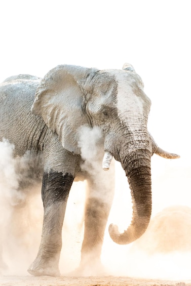 An elephant with dust around its feet. 2
