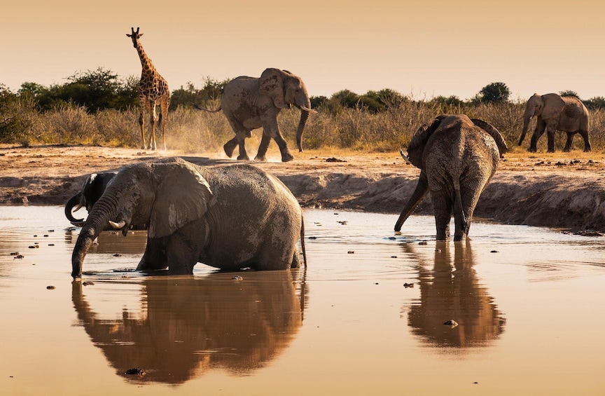 Elephants bathing in a river with a giraffe in the background. 3