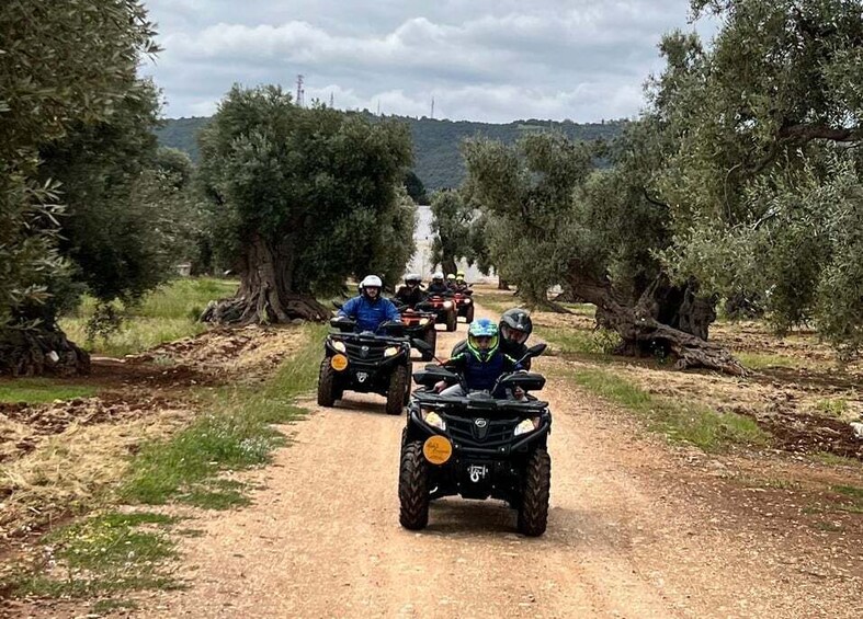 A group of people on ATVs driving down a dirt road flanked by olive trees. 5
