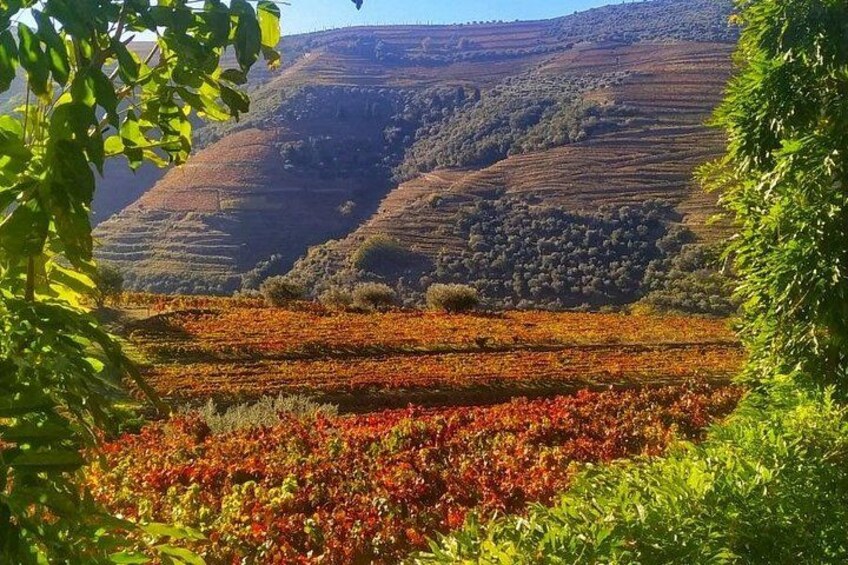 Viñedo con hileras de vides, paisaje montañoso y cielo despejado. 3