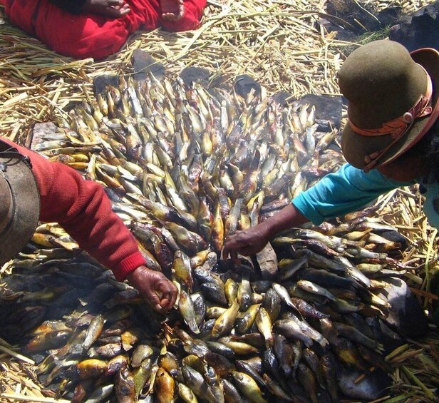 Two people sorting through a large pile of fish on straw-covered ground. 5